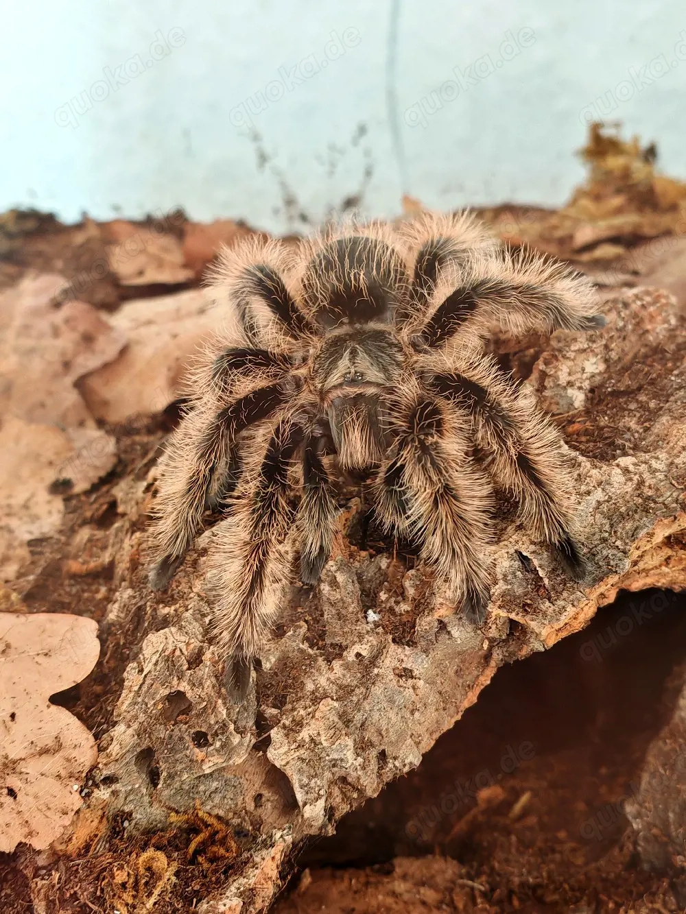 1.0 RH Tliltocatl albopilosus Brachypelma albopilosum