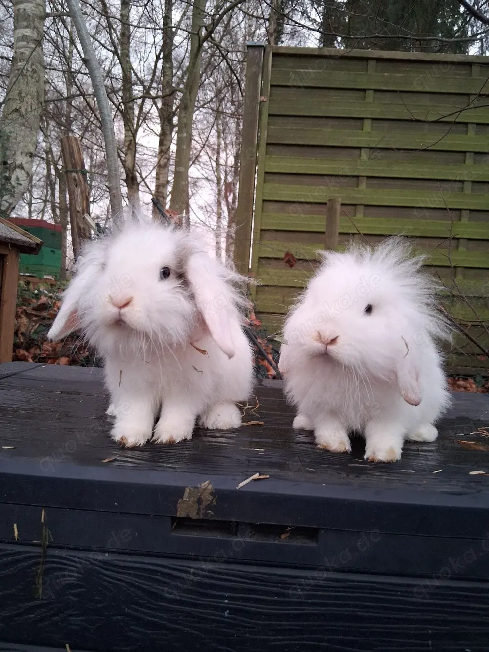 Minilops Havanna Kaninchen abzugeben 
