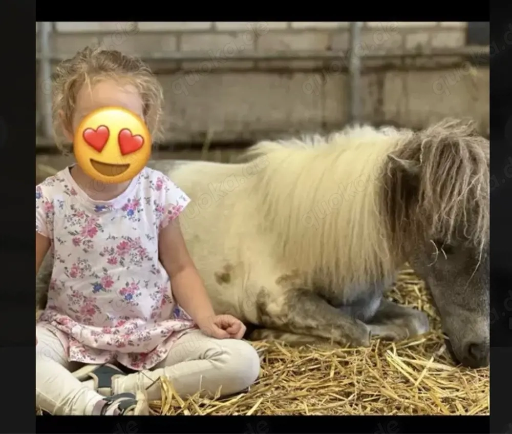 Minishetty Mini Shetlandpony Hengst mit Papieren
