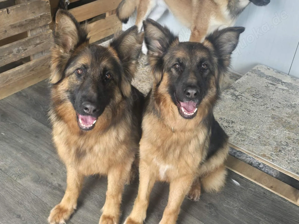 Wir sind der Traum eines Schäferhund Kenner 