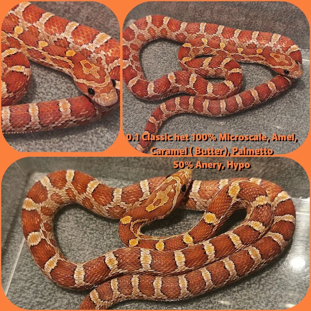 0.1 Classic het 100% Microscale, Amel, Caramel ( Butter), Palmetto 50% Anery, Hypo von 2025