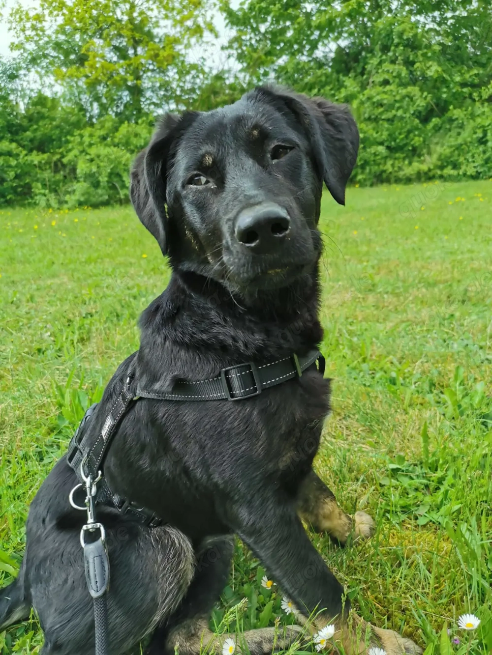 Laila  - sensible Seele mit großem Herz sucht ruhiges Zuhause