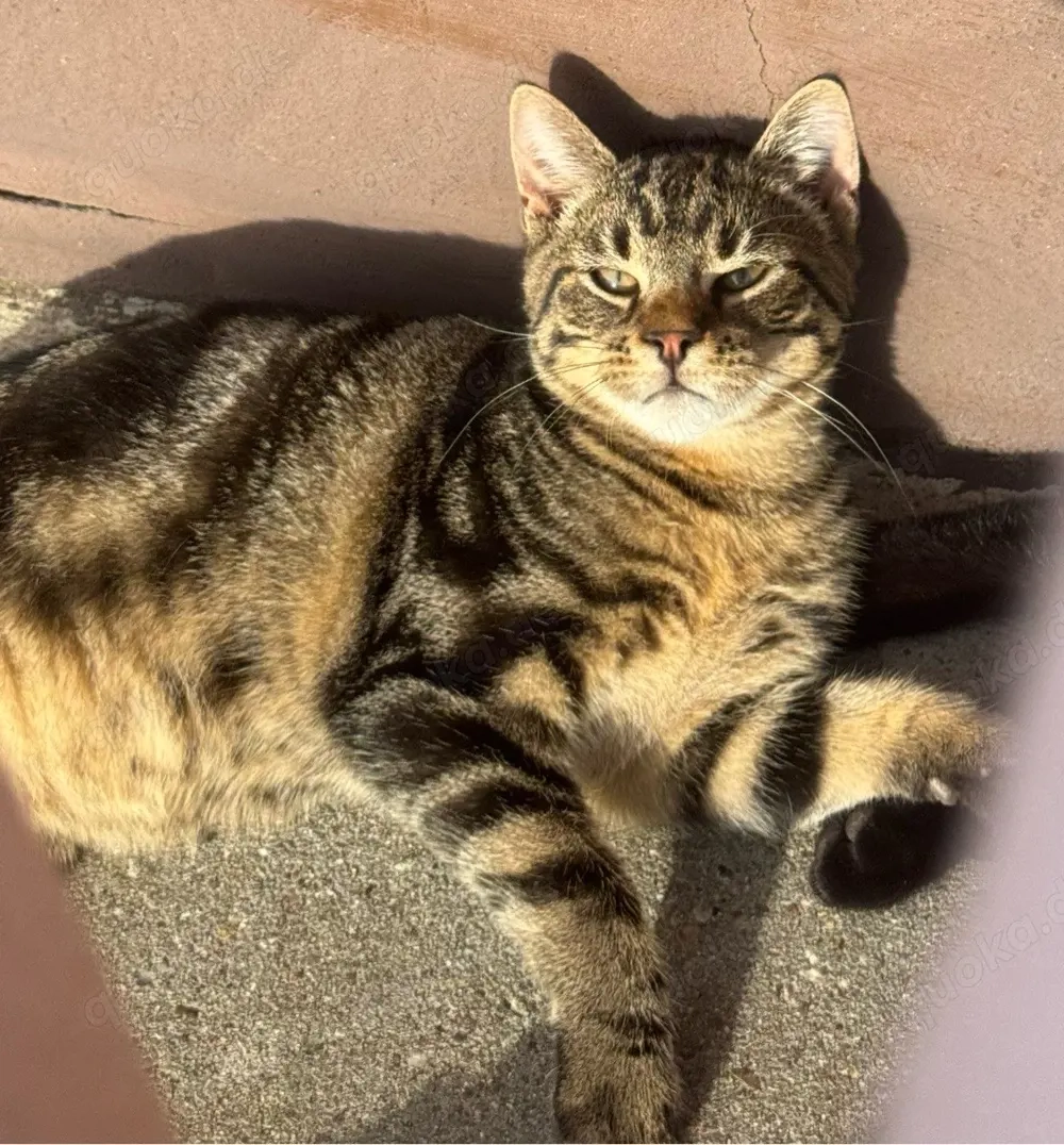 wunderschöner kater sucht nach einem neues zuhause 