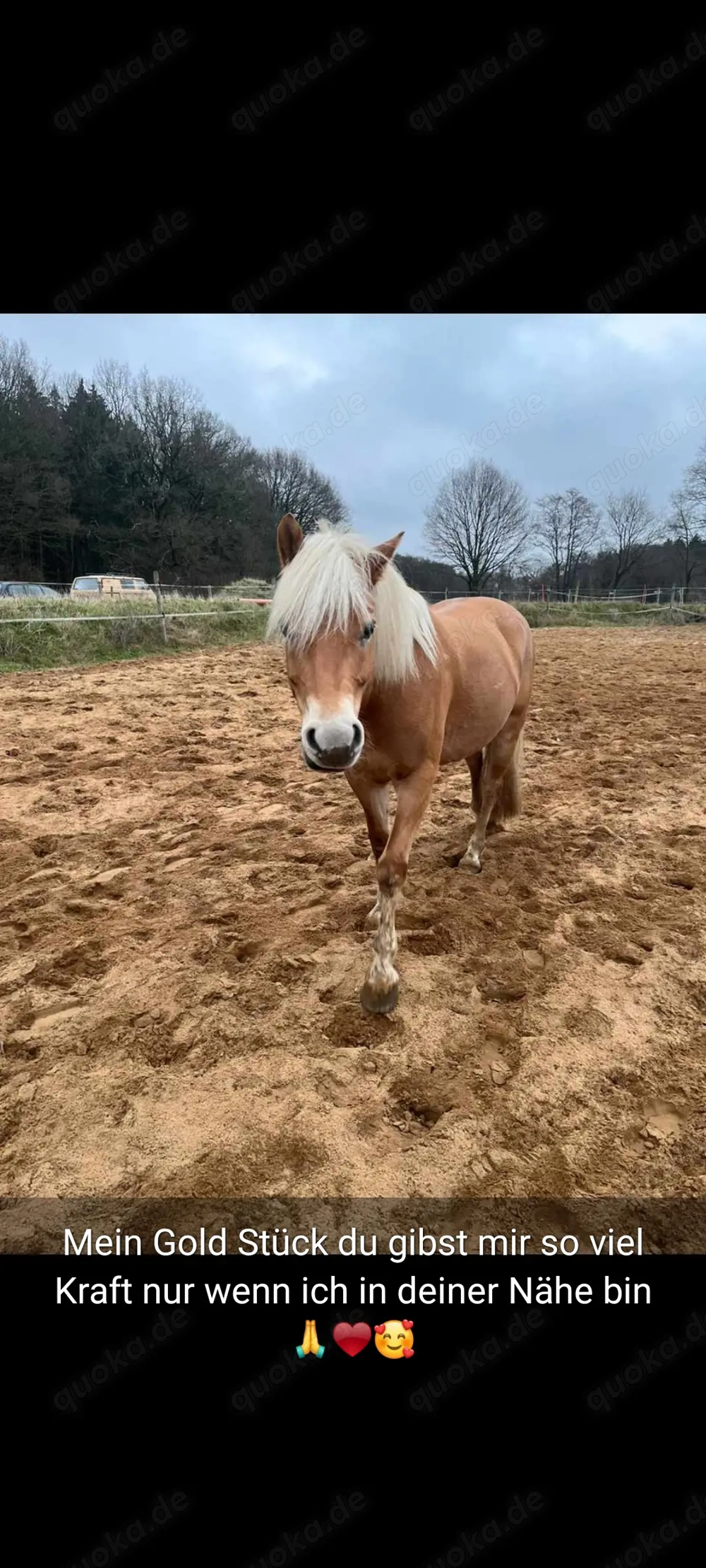 Haflinger Stute 