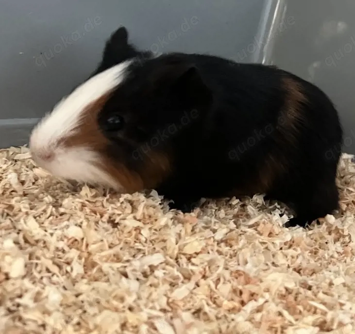 Meerschweinchen Baby Bock 