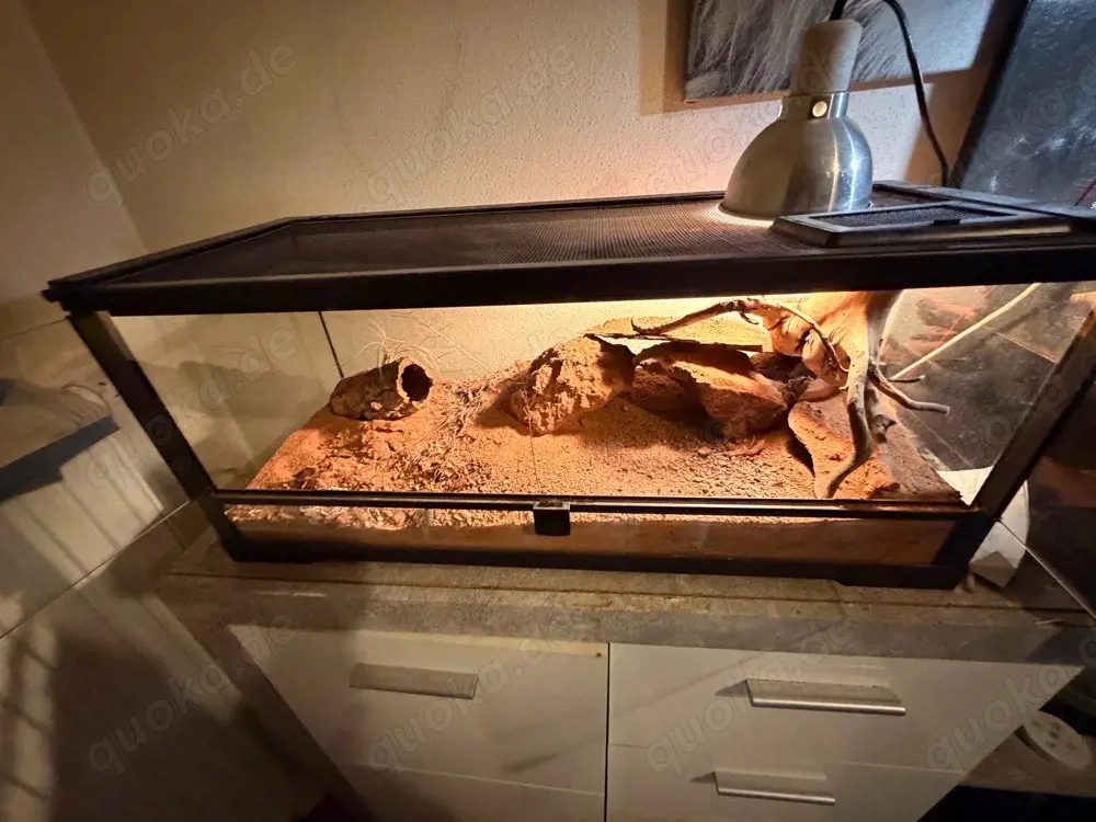 Terrarium 76x31x34