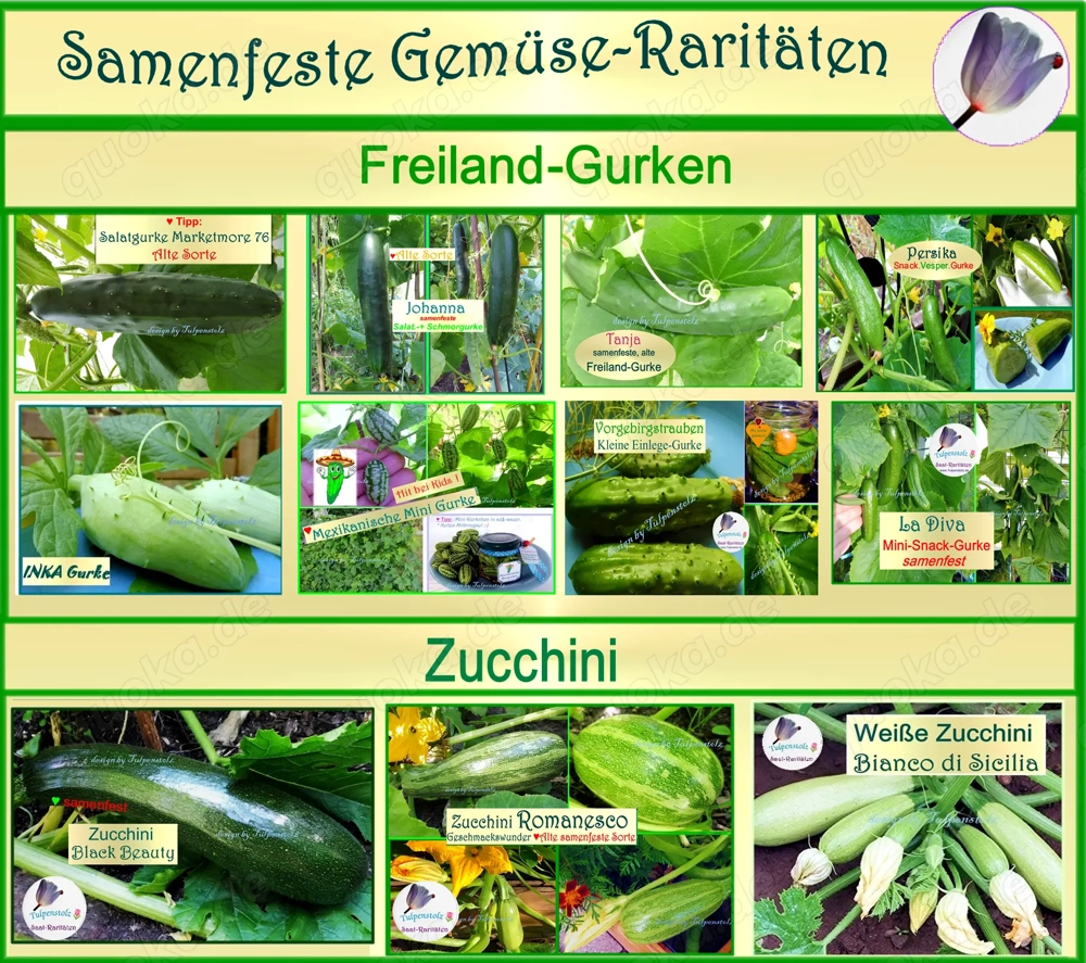   BIO Alte Sorten samenfeste Gurken und Zucchini Gemüse Saatraritäten Tulpenstolz