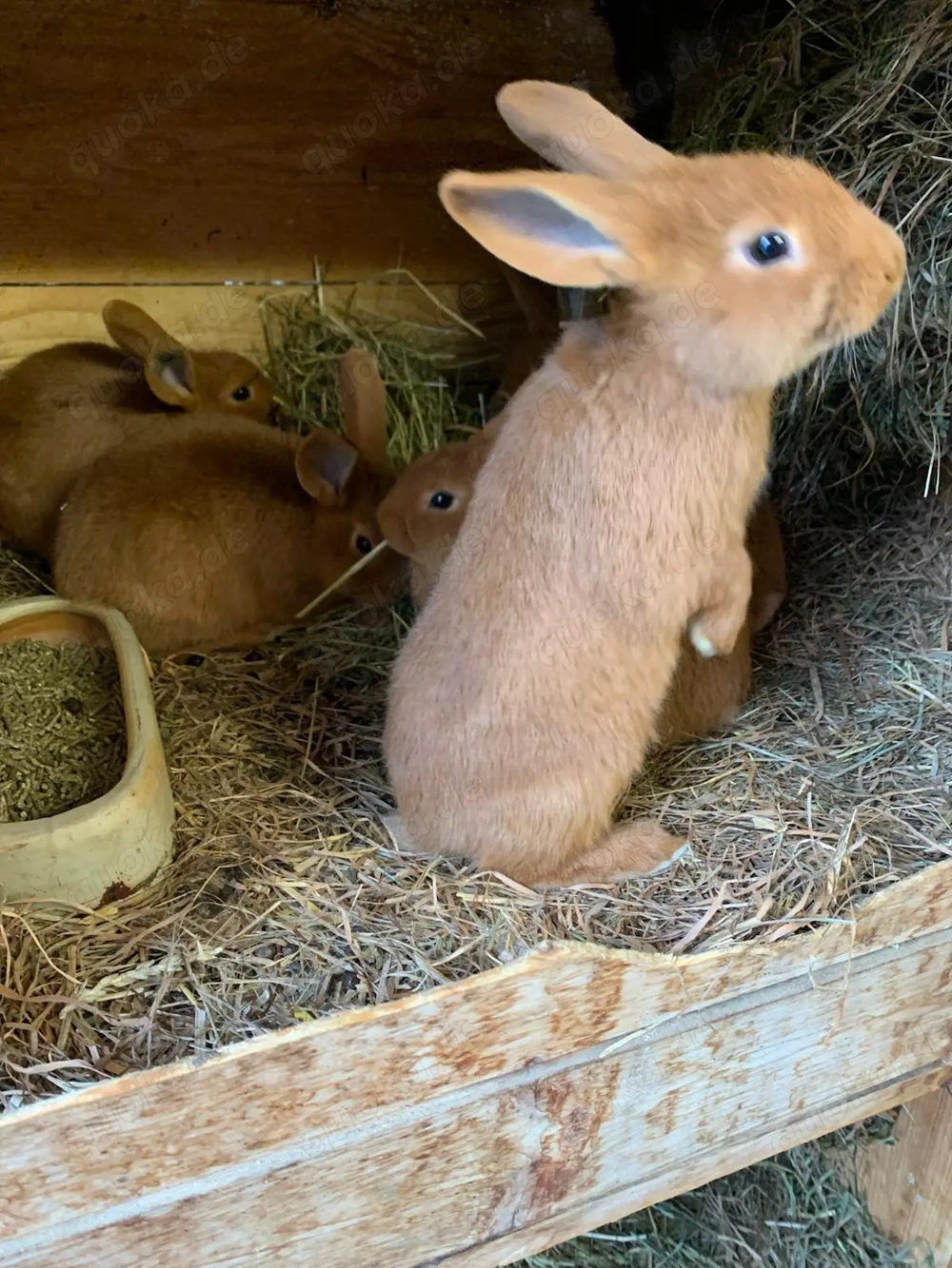 Rote Neuseeländer abzugeben 