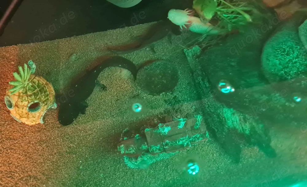 10 erwachsene Axolotl abzugeben.
