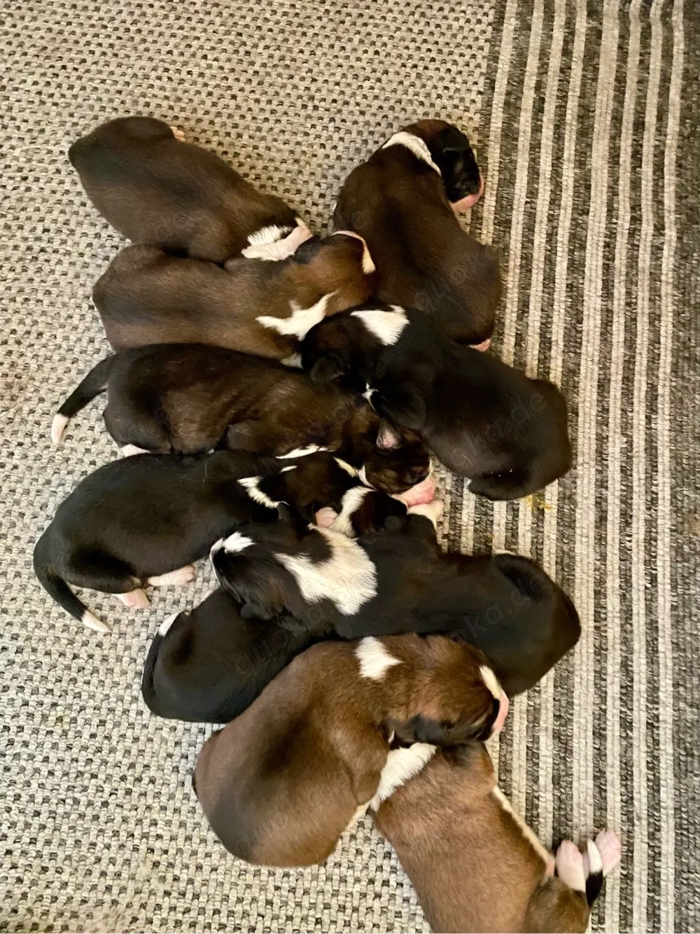 Flauschige Herzensbrecher: 9 sanfte Riesen suchen ihr Traumzuhause!   