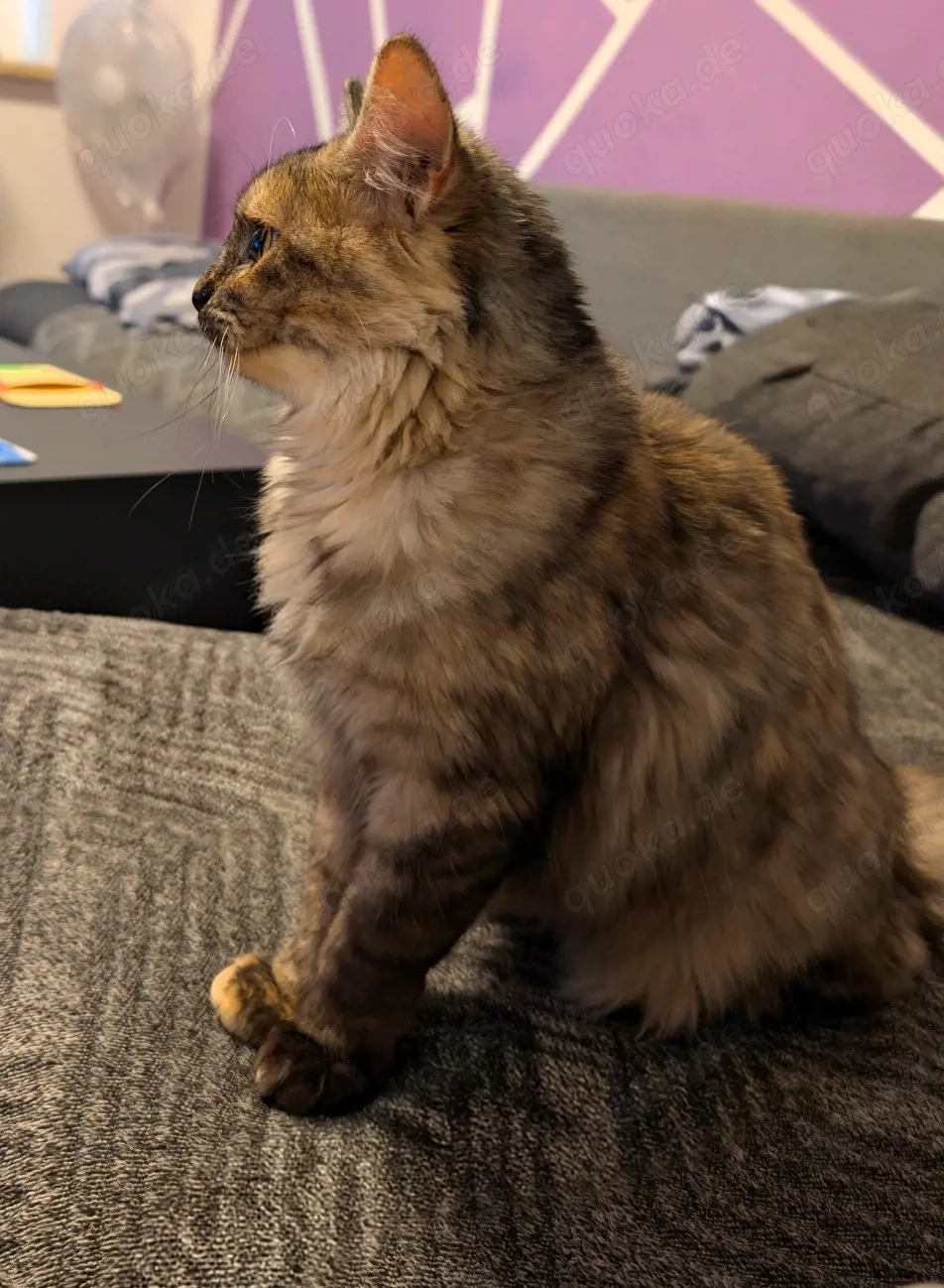 Mischlingskatze in liebevolle Hände abzugeben.