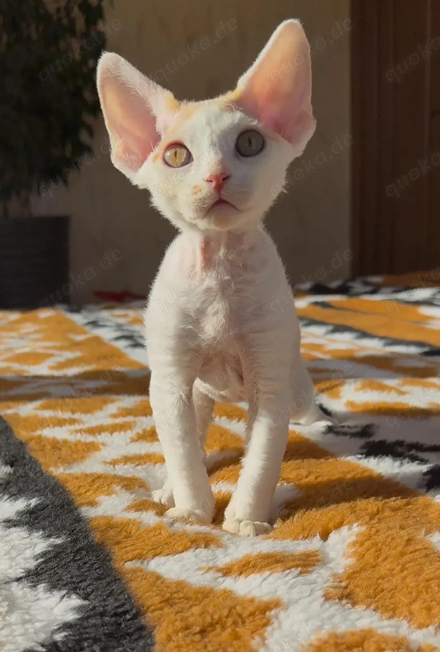 Devon Rex Kater