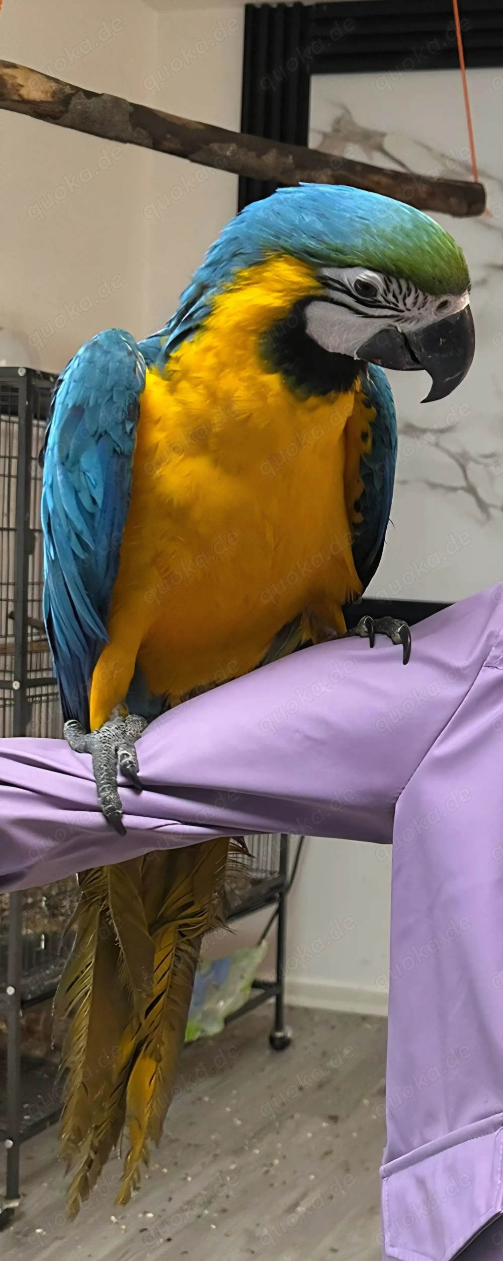 Wunderschöner Ara Papagei