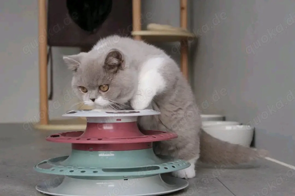 Entzückende Kätzchen suchen ein neues Zuhause.