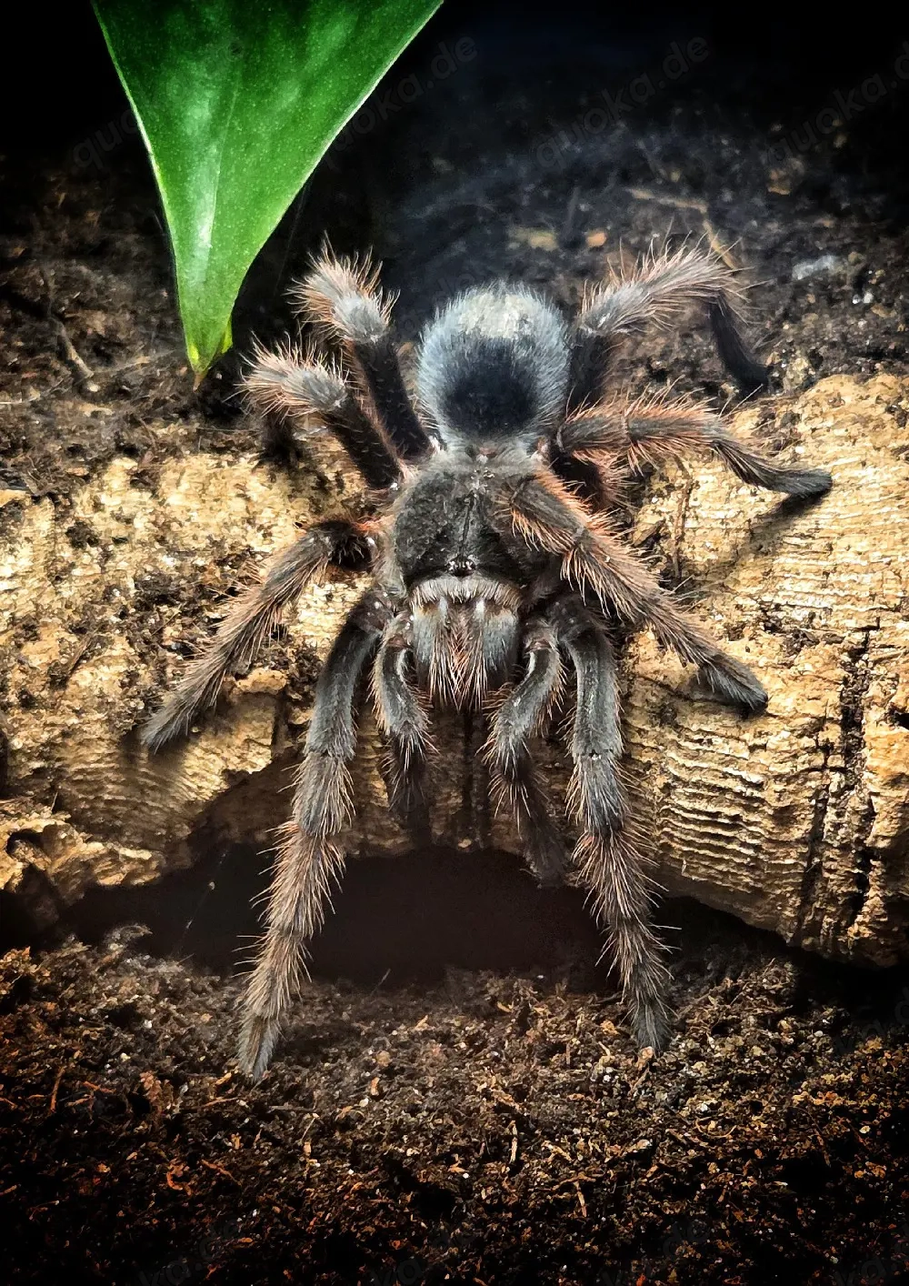 1.0 Grammostola anthracina, Vogelspinne 