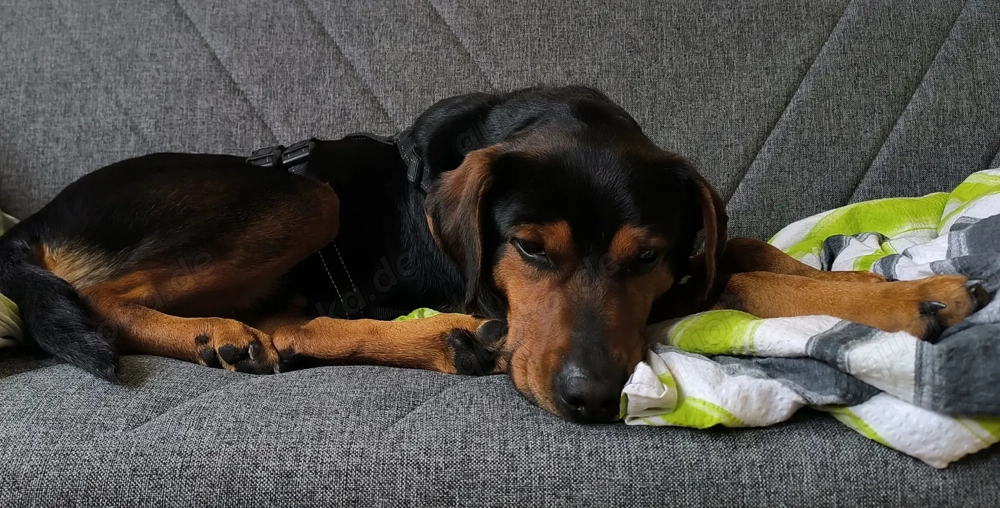 Flotter Oskar sucht Zuhause od. Pflegestelle