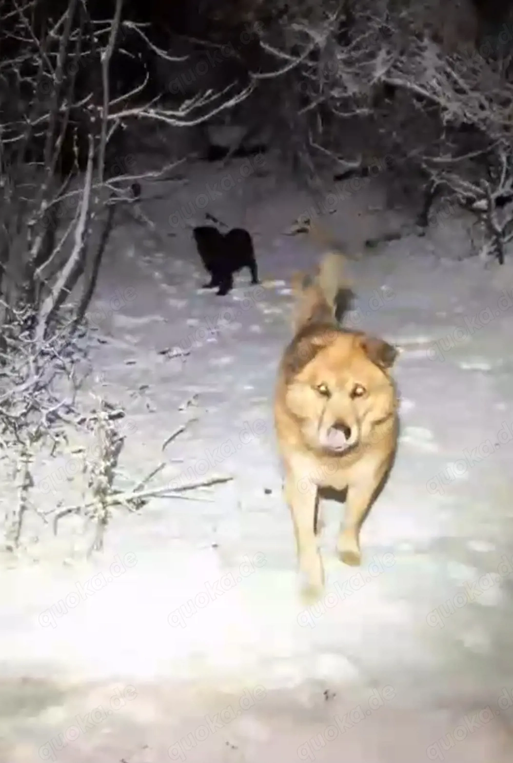 Ryzhik - Liebevolle Hundekenner gesucht