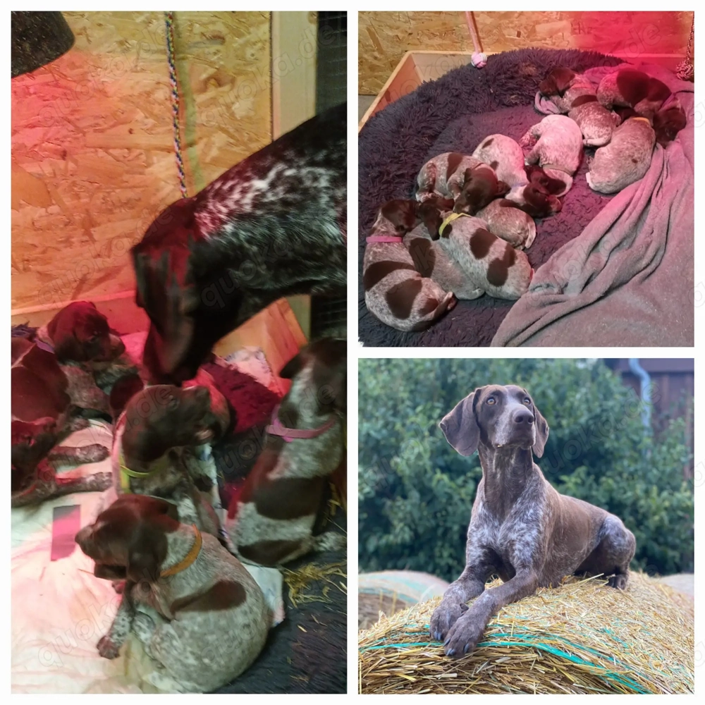 Deutsch-Kurzhaar-Welpen 