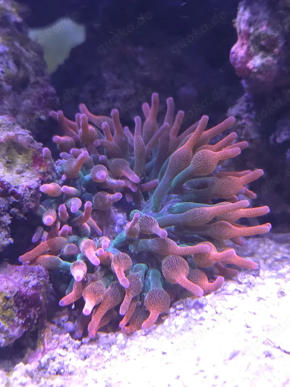 Kupferanemone bicolor