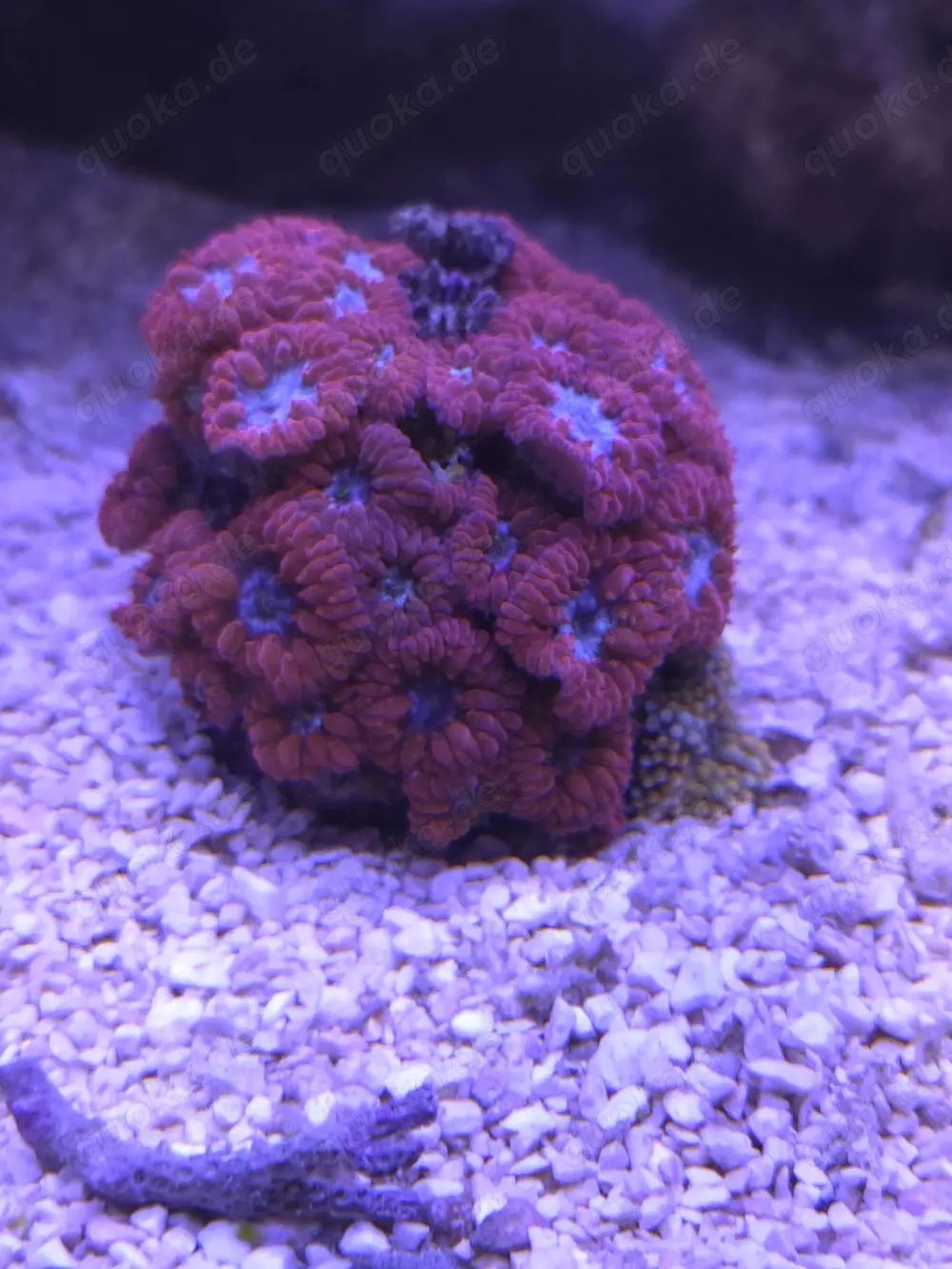 Blastomussa wellsi mit Stein