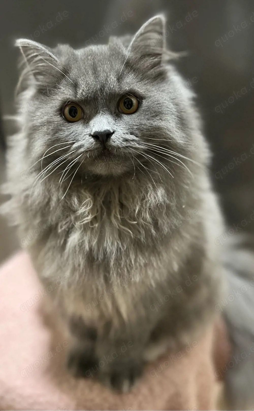 3 süße Kater suchen ein liebevolles Zuhause