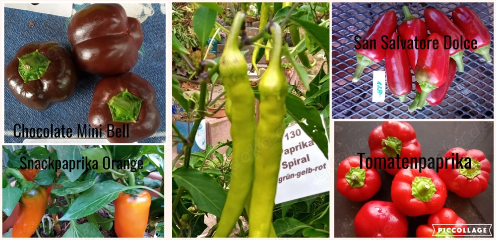    Paprika Samen   verschiedene Sets  