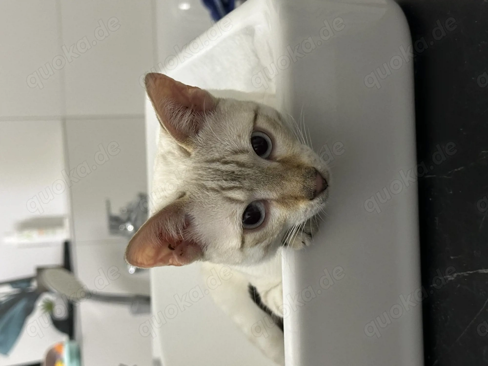 Snow Lynx bengal Kater 