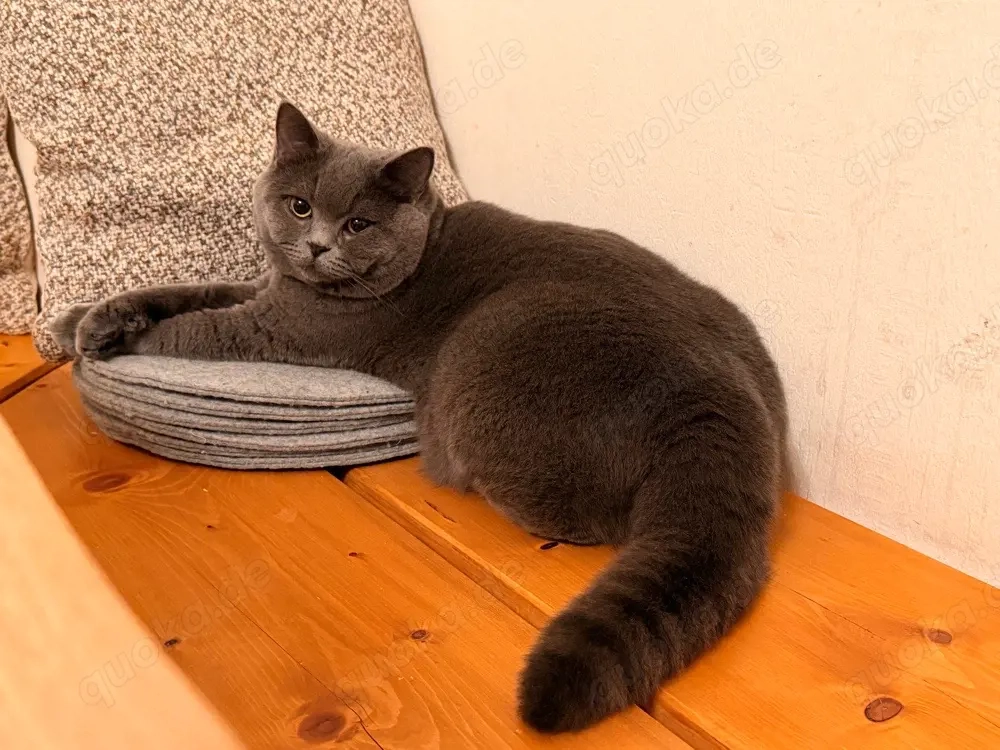 Deckkater (kein Verkauf)