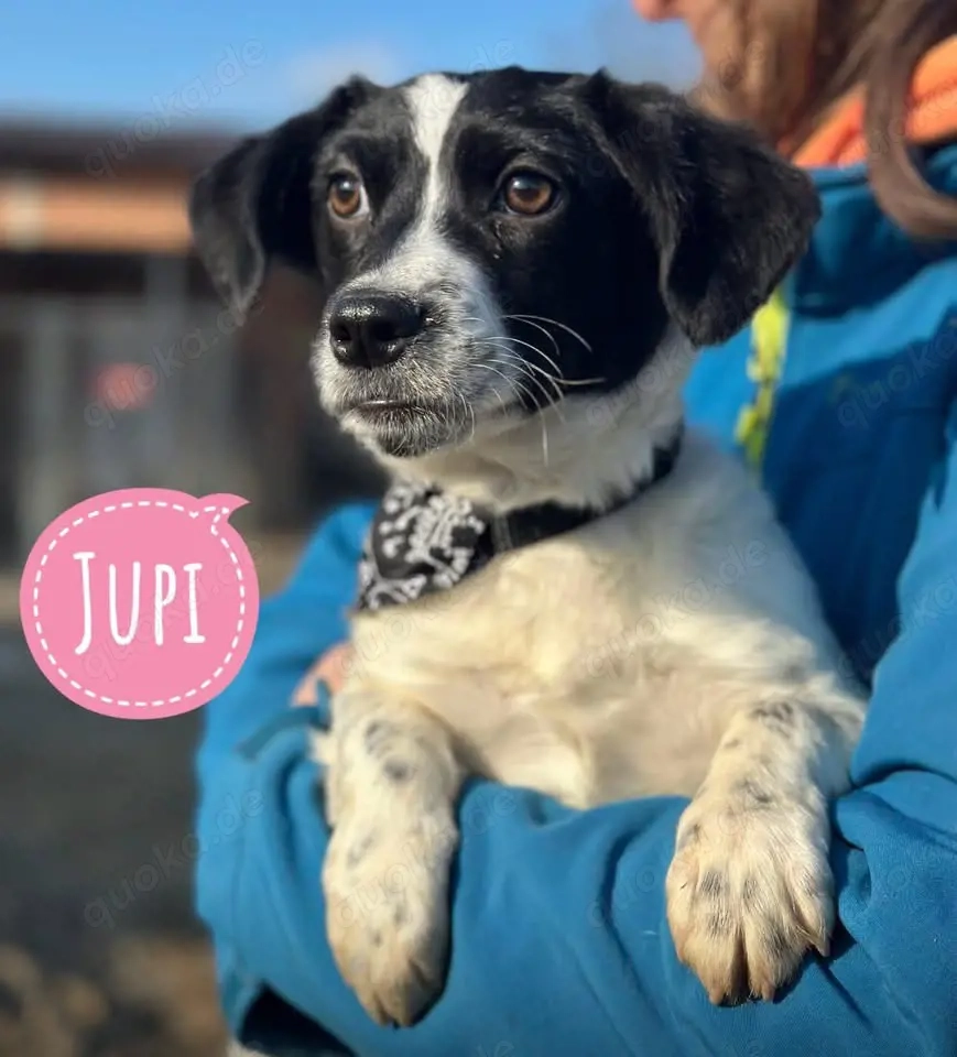 Jupi, fröhliches und wunderhübsches Welpenmädchen sucht ein Zuhause
