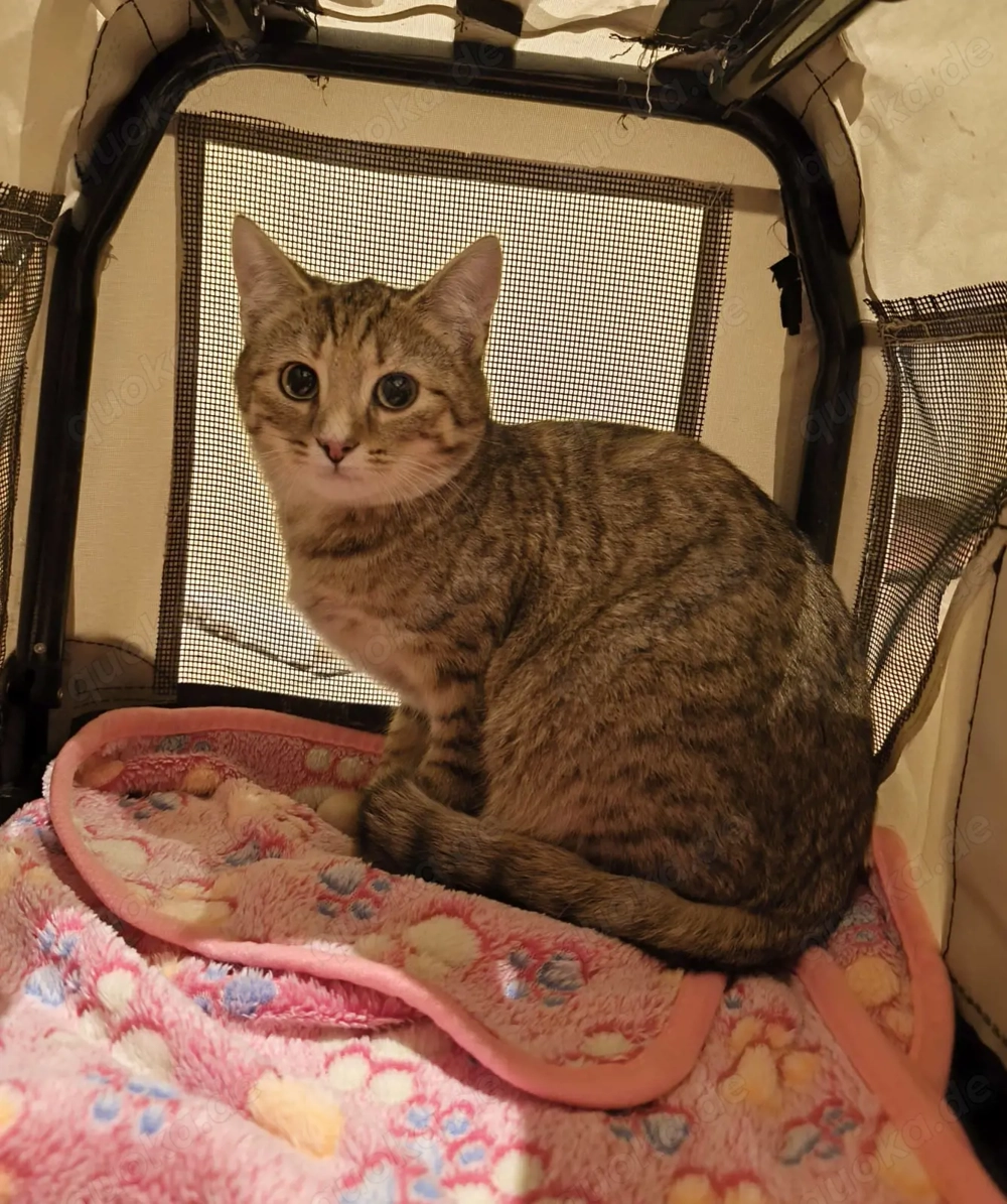 Katze europäisch kurzhaar 7 Monate abzugeben behandelt 