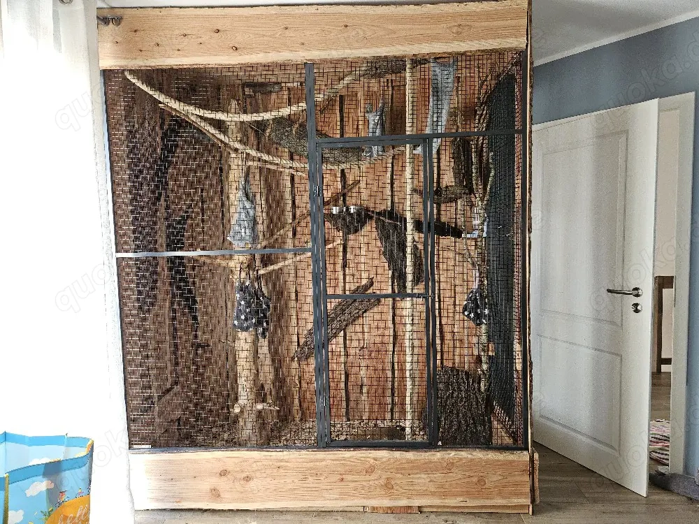 Kurzkopfgleitbeutler  Sugar Glider abzugeben 