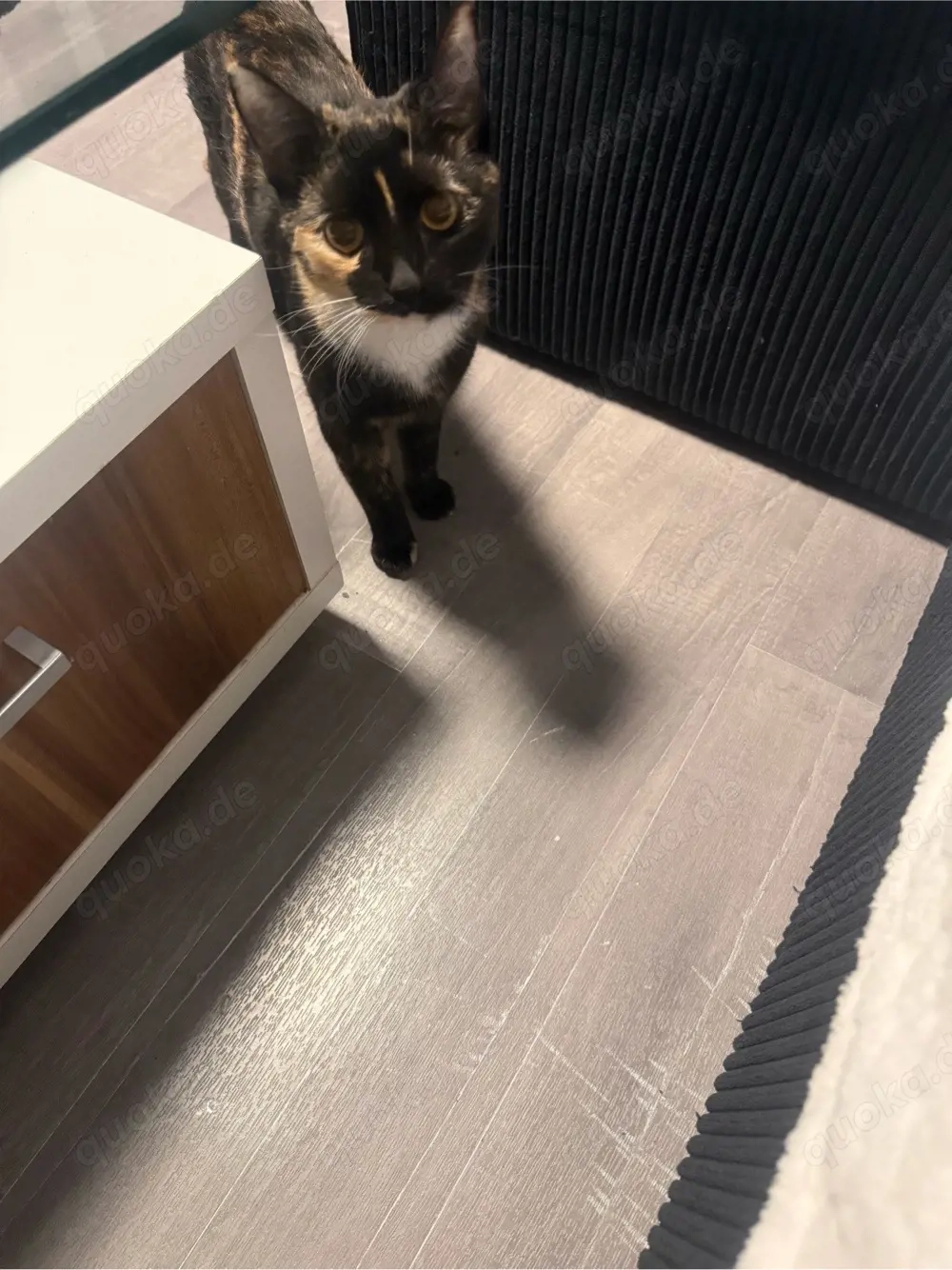 Katzenmädchen abzugeben 