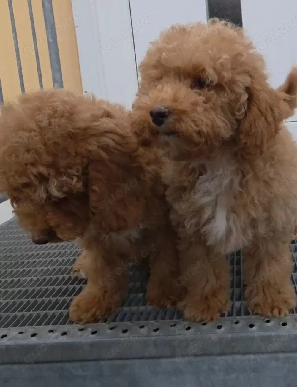 Toy Zwergpudel welpen 