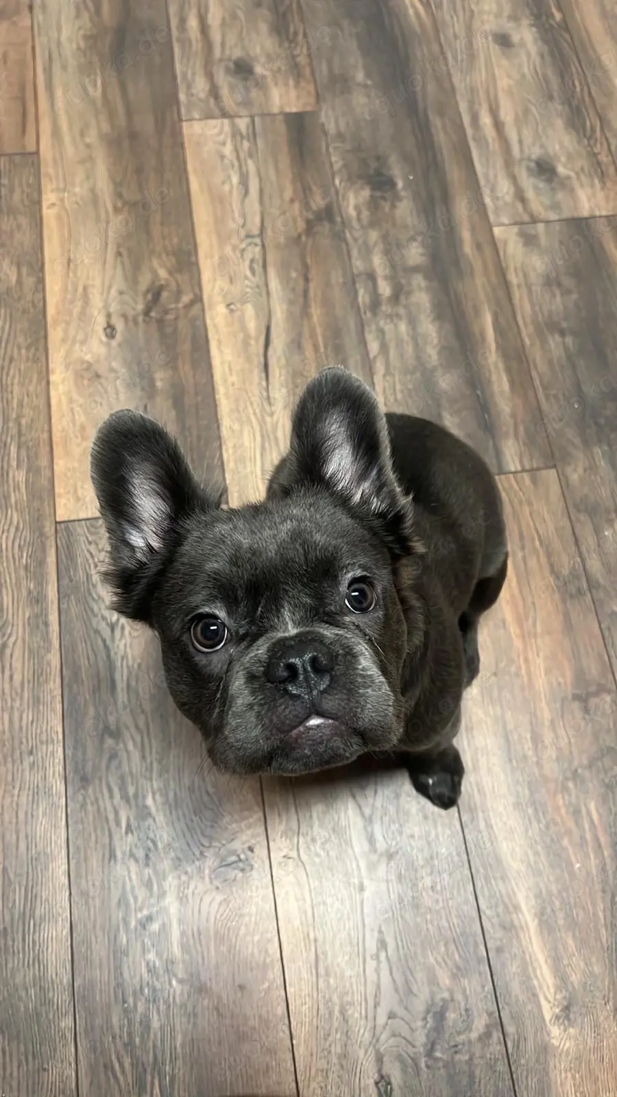 Bulldogge Spielgefährtin 