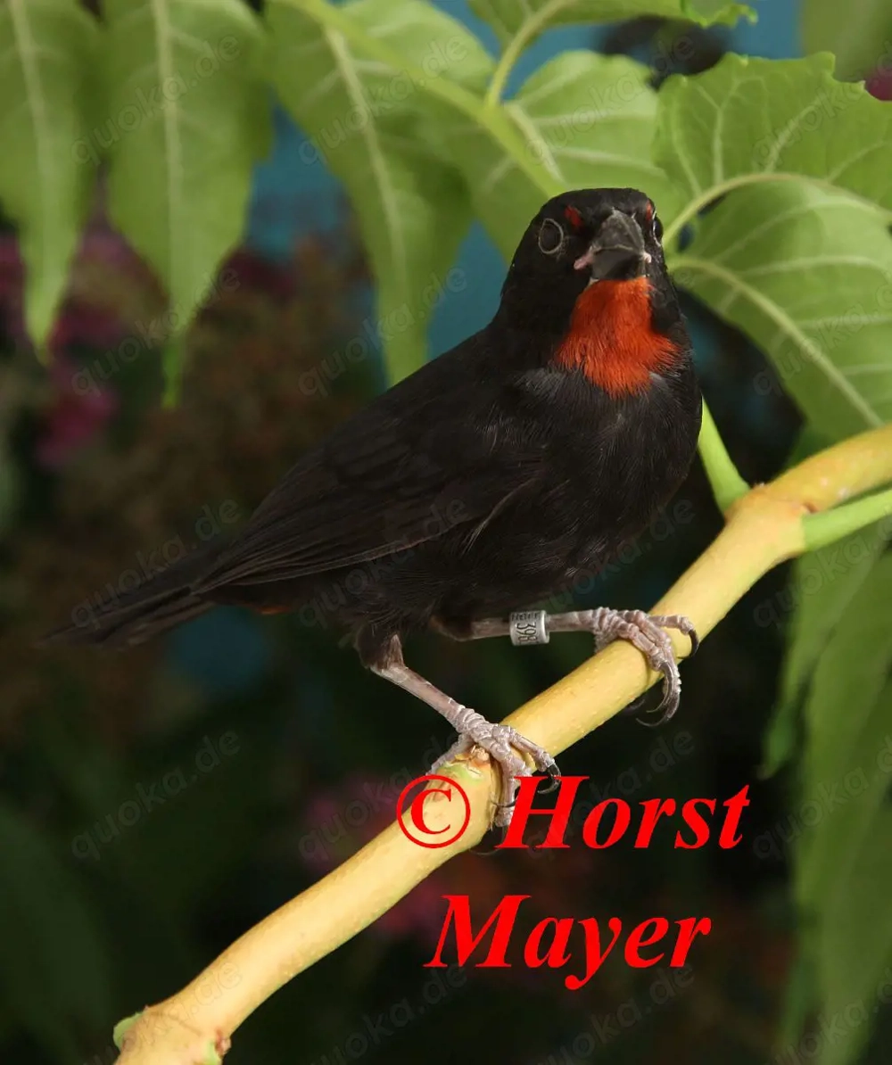 Rotkehl-Gimpeltangaren - Loxigilla noctis