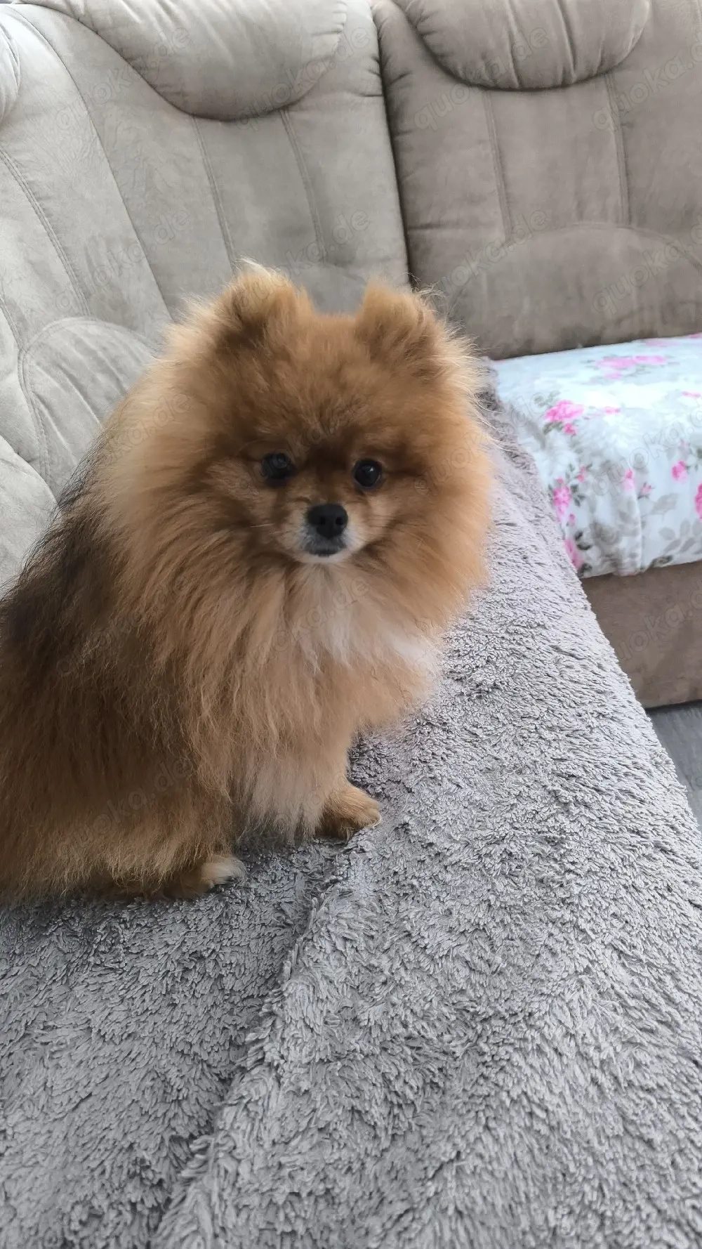 ZwergspitzPomeranian DECKRÜDE 