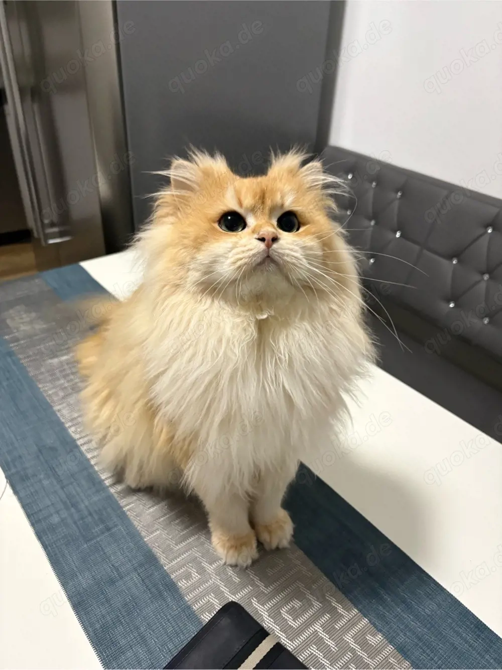 Deckkater mit Stammbaum