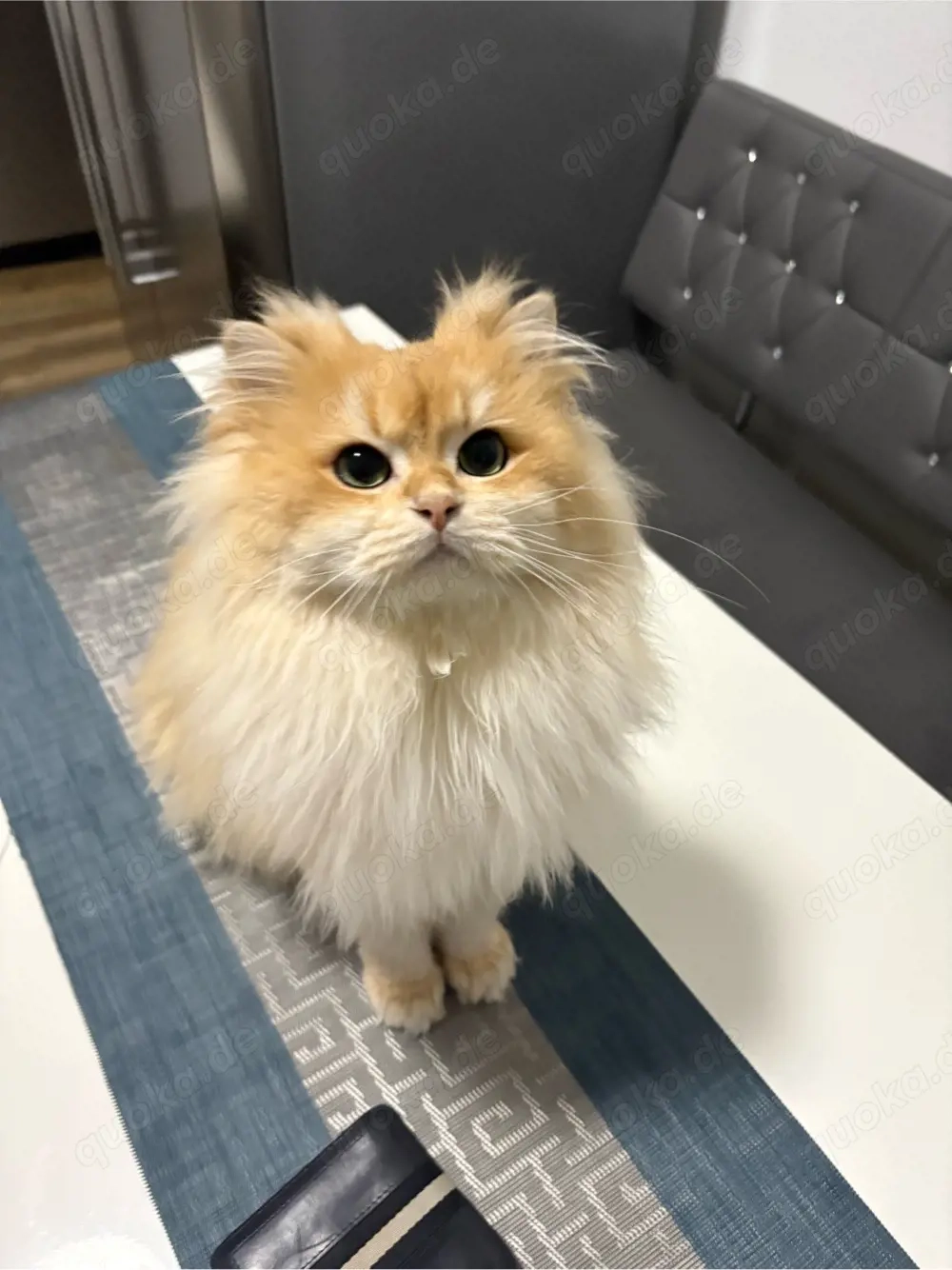 Deckkater BLH mit Stammbaum