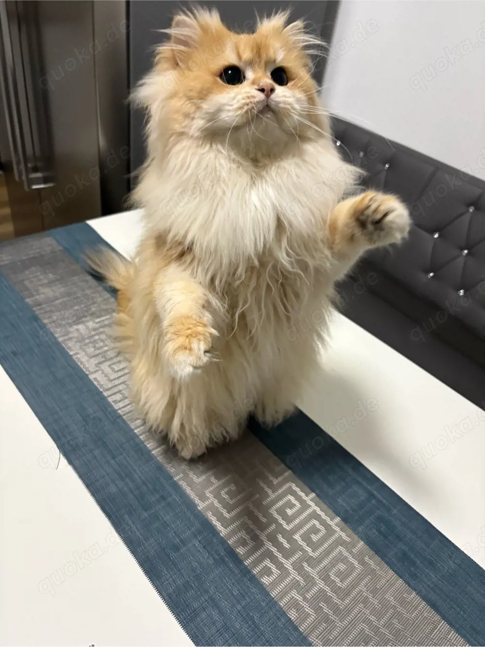 Deckkater BLH mit Stammbaum