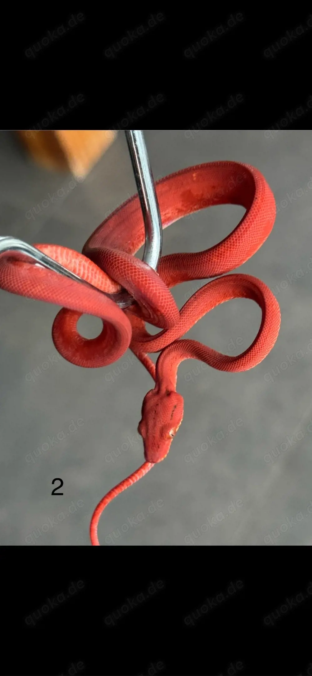 corallus hortulanus NZ'25