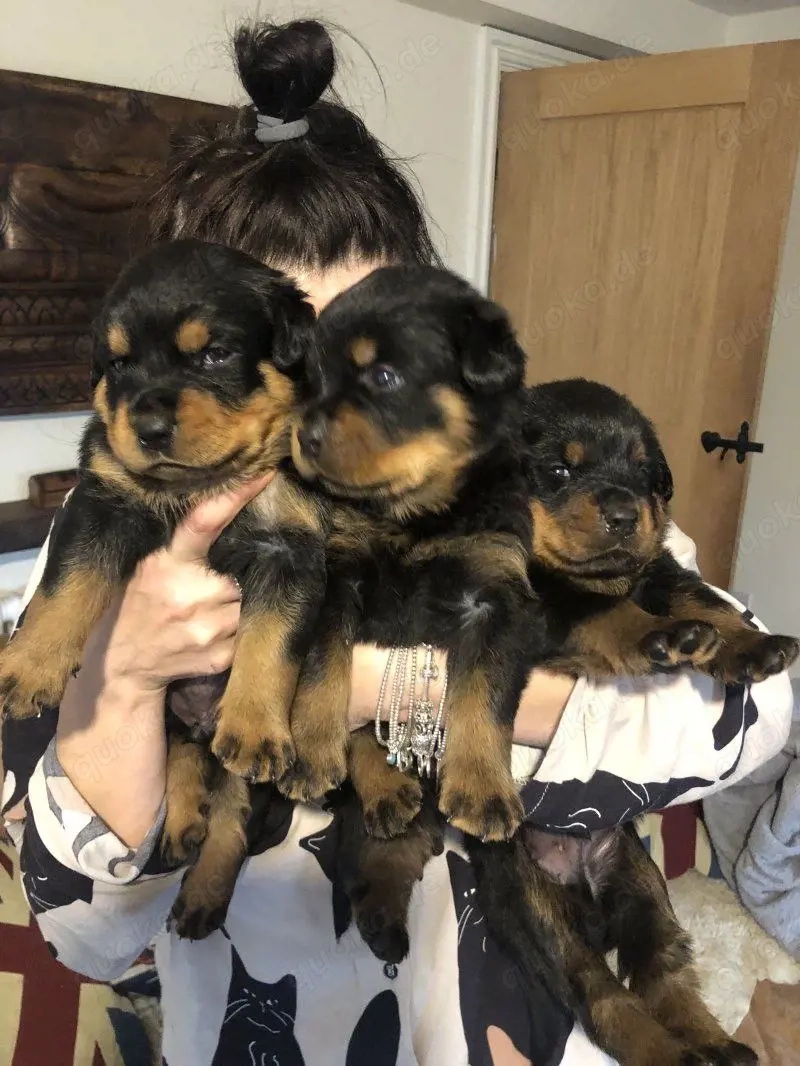 Rottweiler welpen in Erfurt - Hunde - kostenlose Kleinanzeigen