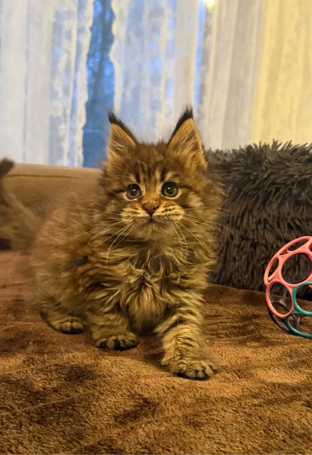XXL Maine Coon Kitten Katerchen mit Stammbaum, Kater