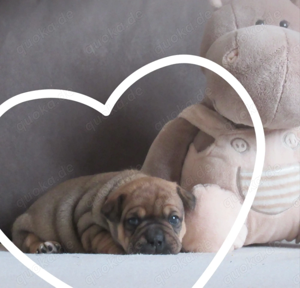Knuffige Jackbull Welpen zu verkaufen 
