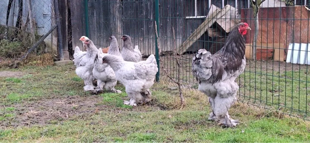 bruteier brahma , marans , leghorn und wyandotten