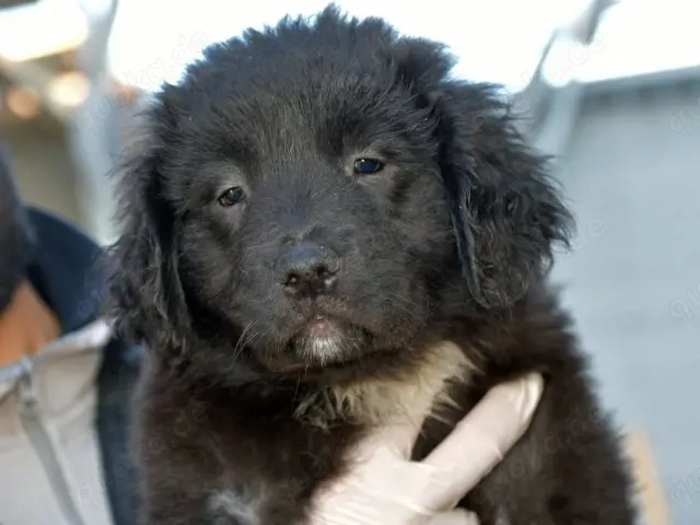 Nutella sucht ihr Zuhause