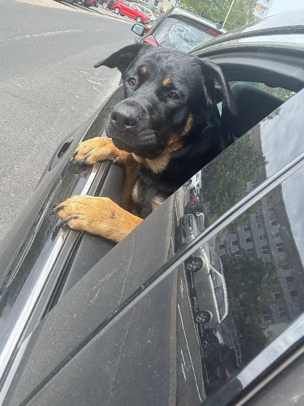 Hündin Schäferhund Rottweiler mix 