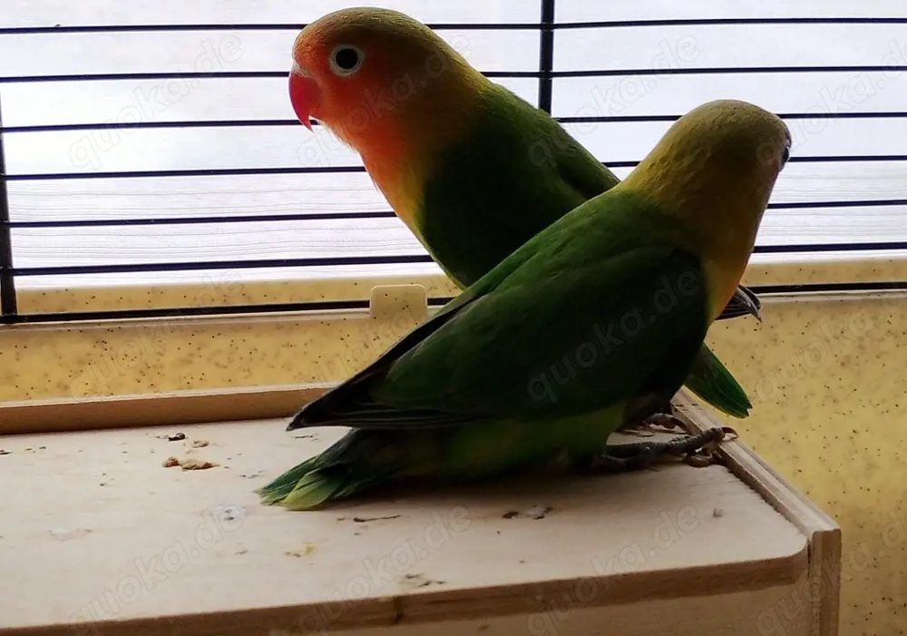 2 junge Pfirsichköpfchen abzugeben 