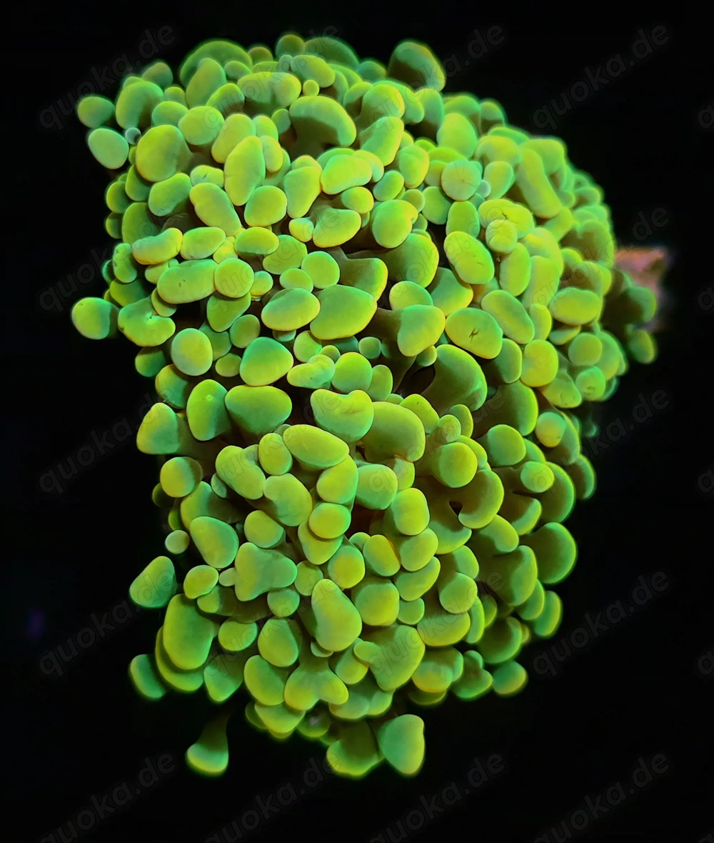 Verschiedene Euphyllias ab 10 