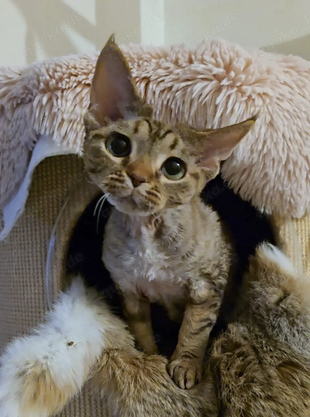 Junge, sanfte Katze Yasia (3 Jahre alt) sucht ein liebevolles Zuhause für immer!