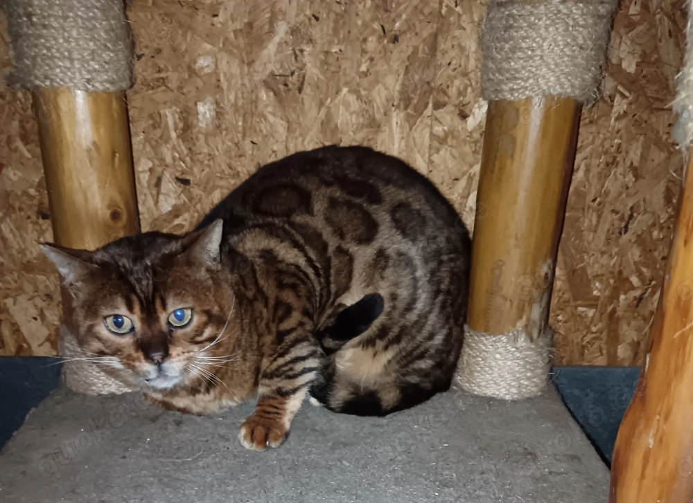  Bengalkater Paulchen sucht seine Familie (incl. Kastration, Stammbaum)